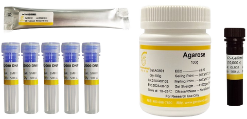 DNA Gel Electrophoresis